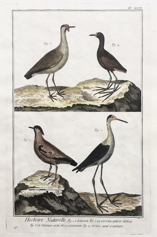 Aves - Histoire Naturelle (Chorlito, Avefría), Fig. 1. L' Echasse, Fig. 2. Le Pluvier arme du Senegal, Fig. 3. Le Vanneau Arme de la Louisiane, Fig. 4. Jacana arme d' Amerique - Pl. XLVI